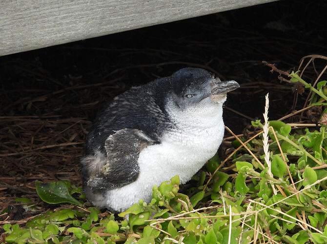 Little Penguin The Nobbies 4-2-26 1