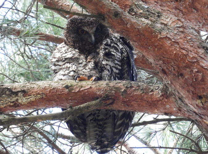 Powerful Owl Castlemaine BG 26-7-26 1 Male