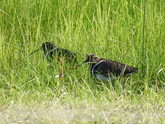 Painted Snipe Bells Swamp 30-8 1