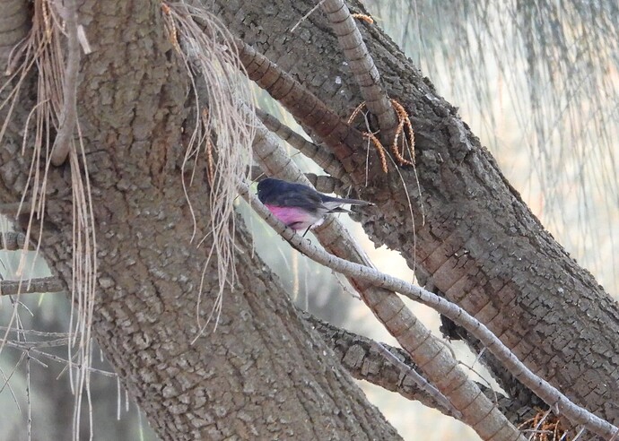 Pink robin Cape Otway 18-5 4