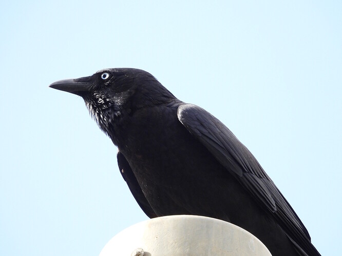 Little Crow Red Cliffs 10-4-26 2