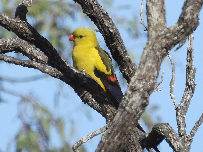 Regent Parrot Wyperfeld 8-10 1