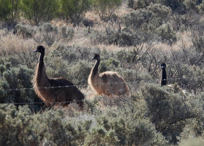 Emu Murray Sunset 7-4 1