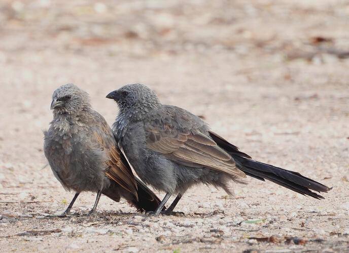 Apostlebird Lake Hattah 10-4-26 1