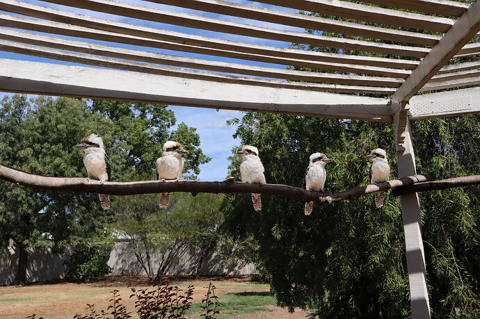 Kookas