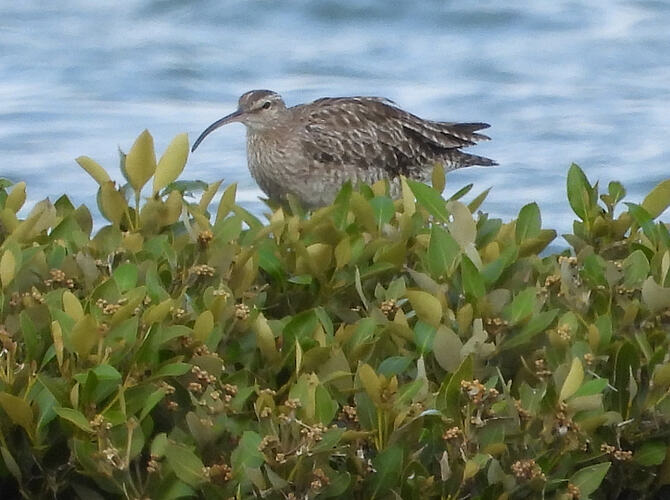 Whimbrel Toora 14-1-26 1