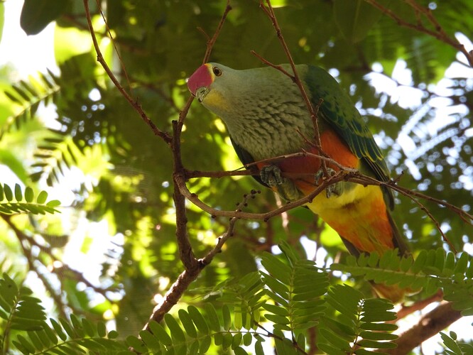 Rose-crowned Fruit-Dove Cairns Esplanade 28-8 3