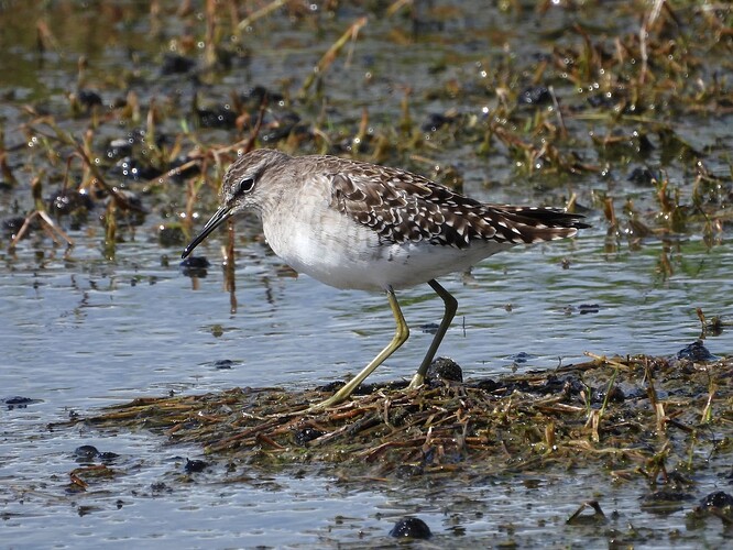 Wood Sandpiper WTP 16-2 3