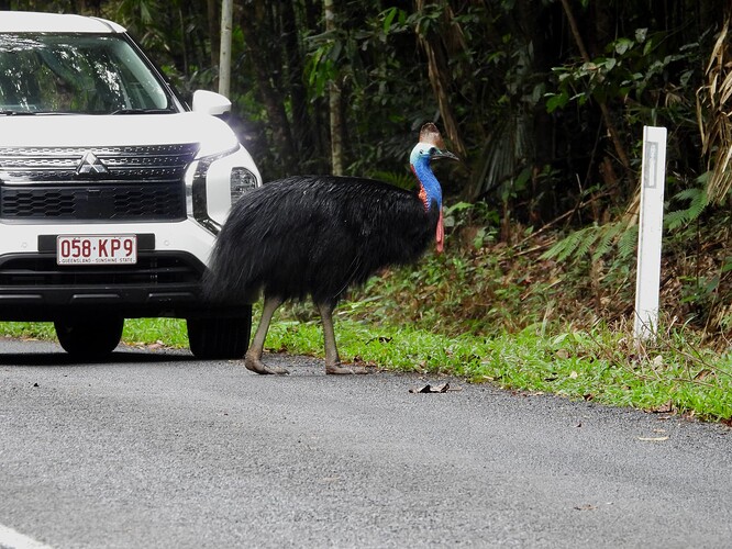 Cassowary and chick Dawin Cape Trib 6-9 3