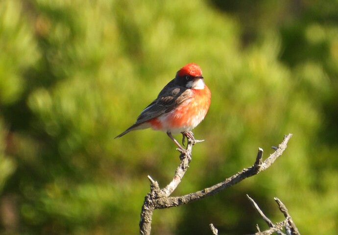 Crimson Chat Point Nepean 11-3 5
