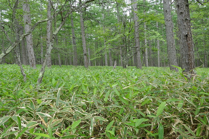 C21E058B-813A-446A-9F6E-334ABD0D9D77_1_105_c