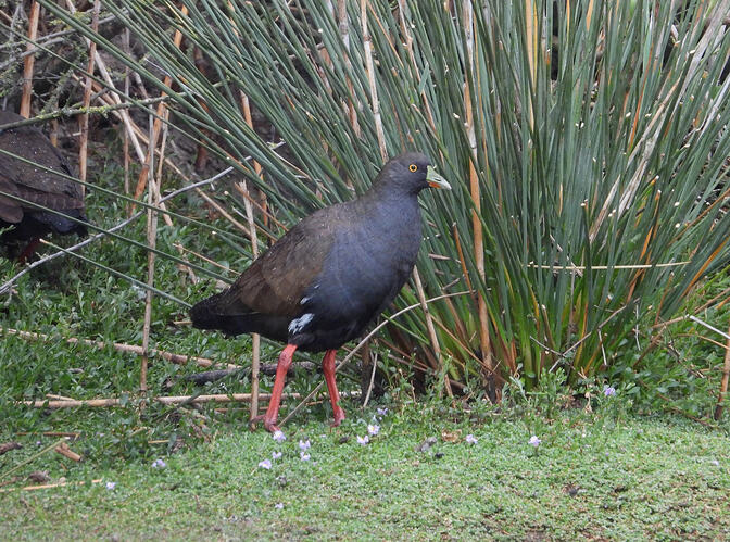 Black-tailed Nativehen WTP LRF 8-2-26
