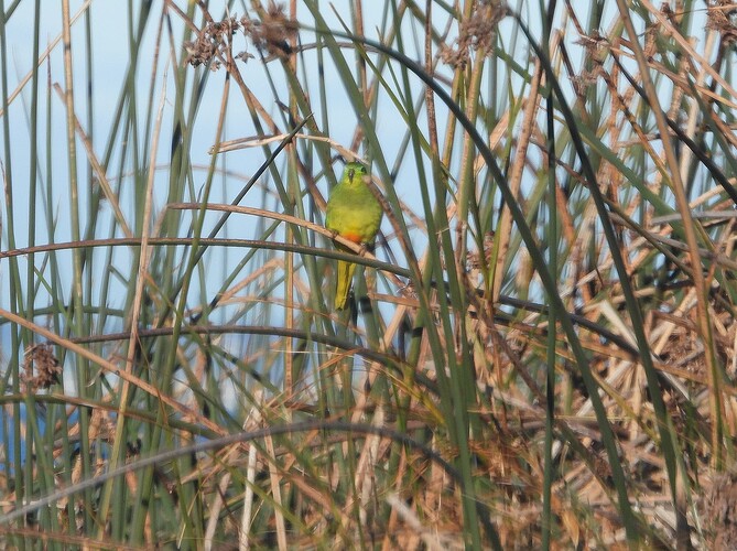 Orange-bellied Parrot WTP 23-6 5