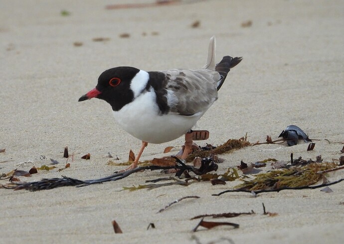 Hooded Plover Point Leo 5-2 5