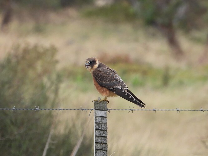 Australian Hobby WTP 14-4-24 1