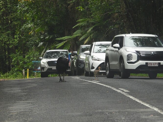 Cassowary and chick Dawin Cape Trib 6-9 1
