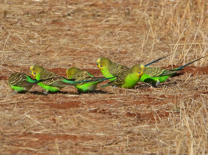 Budgerigar Goschen 21-12-23 1