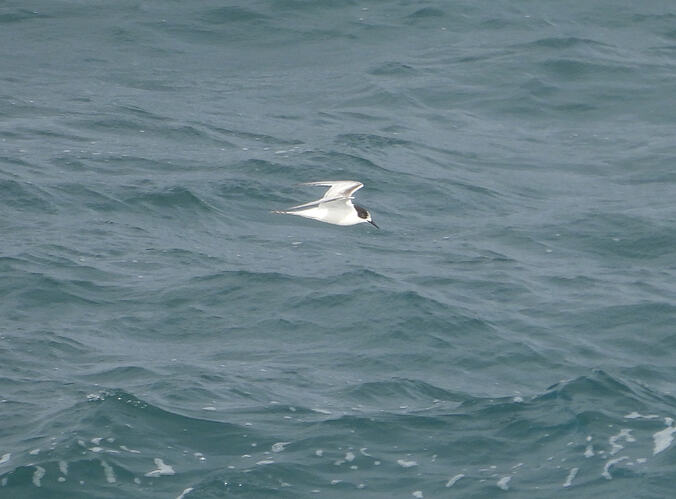 White-fronted Tern The Nobbies 15-7-26 2
