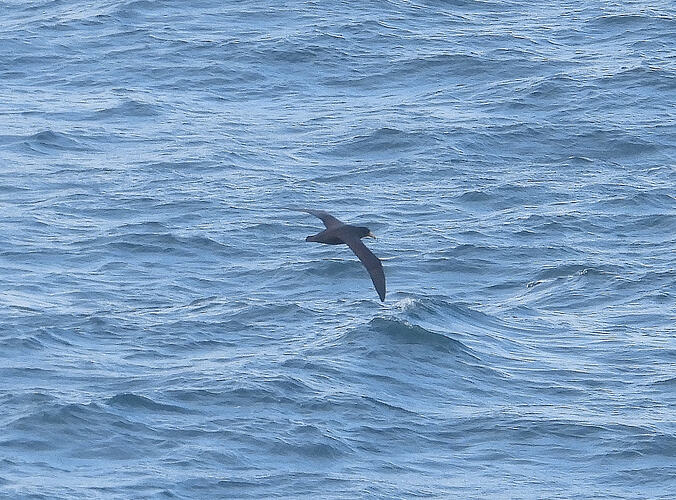 Northern Giant-Petrel The Nobbies 15-7-26 1