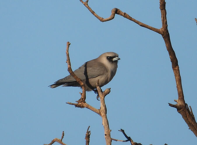 Black-faced Woodswallow Macs Rd 7-4-26 3