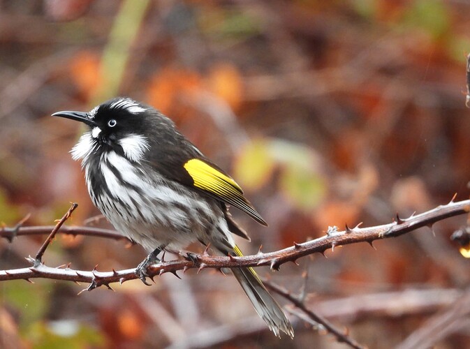 New Holland Honeyeater BEndigo Sewage Ponds 27-7