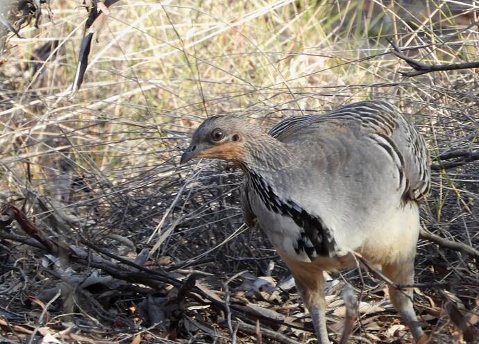 Malleefowl Hattah 10-10 2