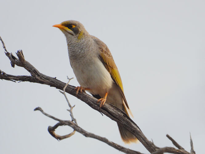 Yellow-throated Miner near Speed 5-4-26 1