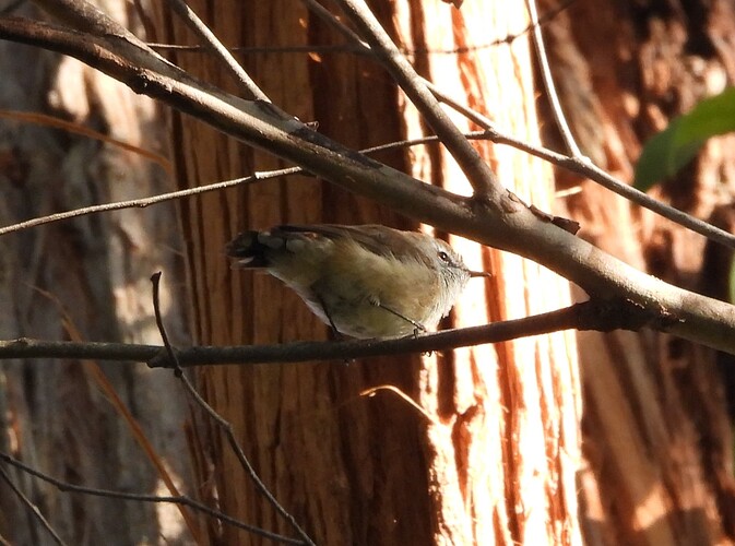 Brown Gerygone Mortimers Paddock Mallacoota 19-3 2