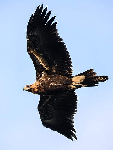 Wedgies at Grand Ridge-6068-2