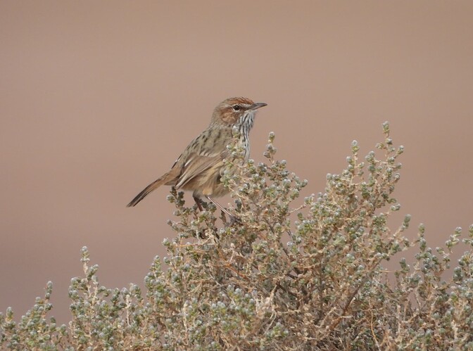 Rufous Fieldwren Lake Tyrrell 4-5 2