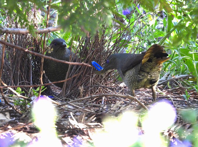 Satin Bowerbird Glenrowan 24-10 1(1)