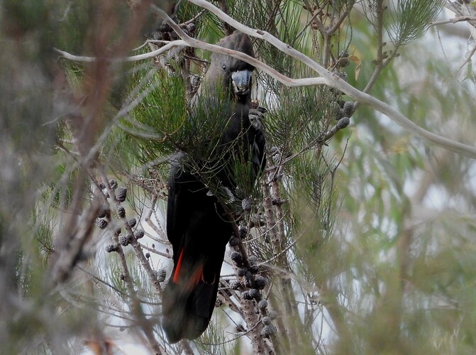 Glossy Black Cockatoo Pines 22-5 4