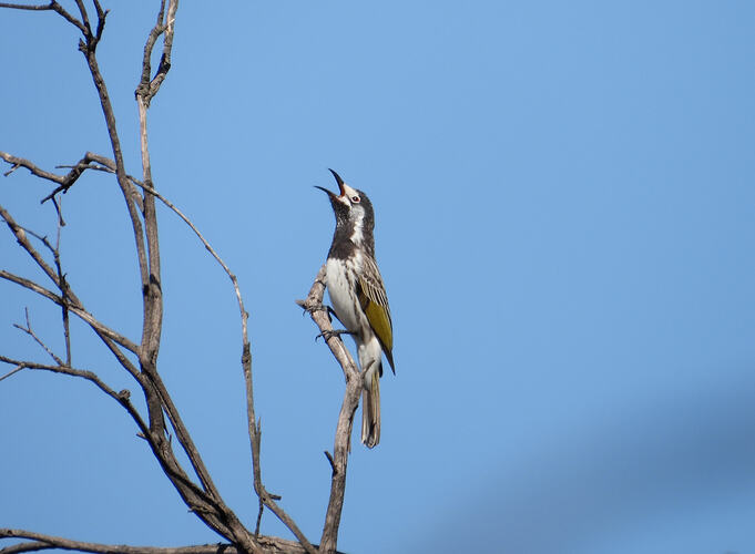 White-fronted Honeyeater Campbell Rd 4-4-26 1