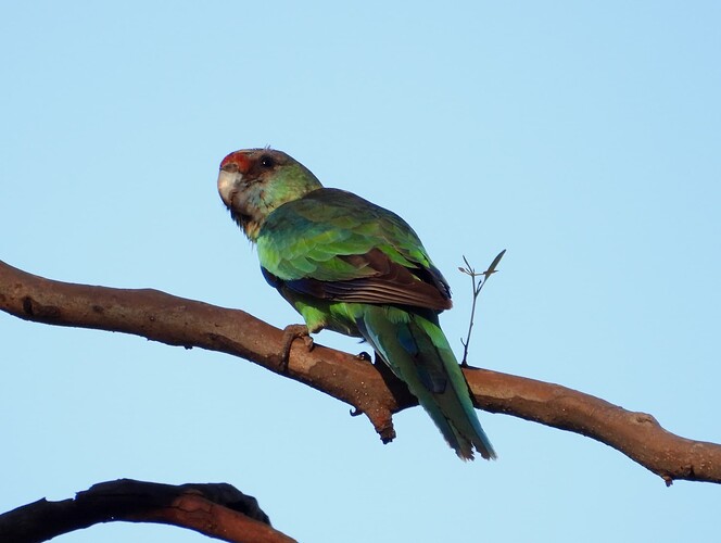 Mallee Ringneck Red Cliffs 5-5