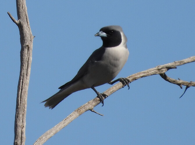 Masked Woodswallow Goschen 10-12 1(1)