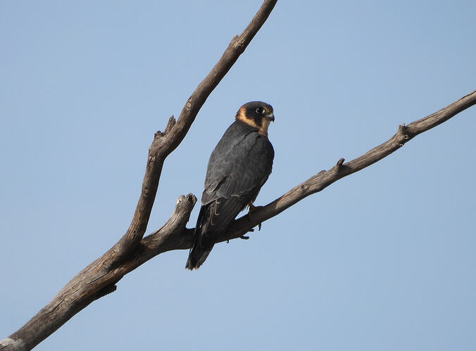 Australian Hobby near Sea Lake 5-4-26
