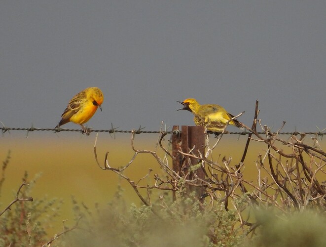 Orange Chat Macs Rd 20-3-25 1