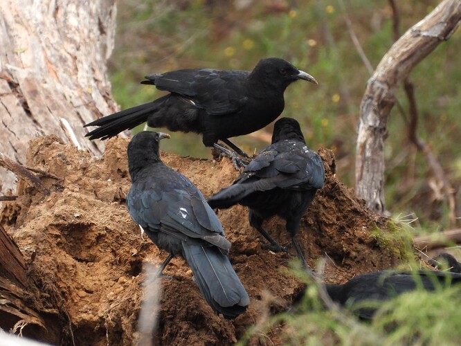 White-winged Chough Crusoe 26-1-24 1