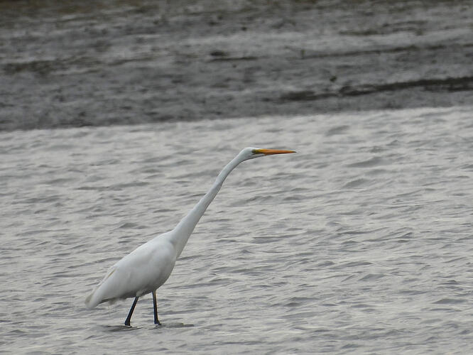 Great Egret Nooramunga Alberton 12-1-26