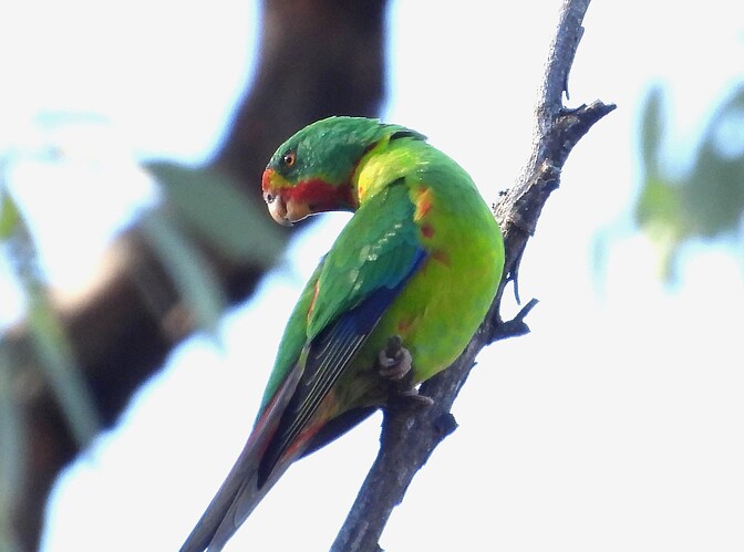 Swift Parrot Chiltern 31-3 2