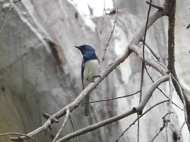 Leaden Flycatcher Myrtleford 12-11 1