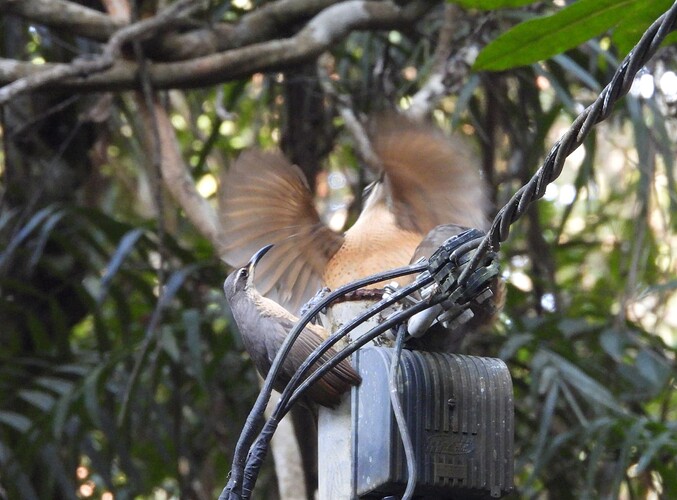 Victoria's Riflebird Lake Eacham 29-8 4(1)