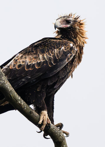 Wedgies_by_the_road-9336-4