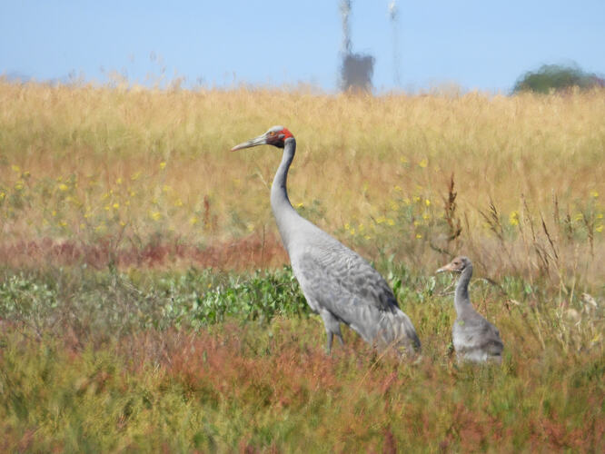 Brolga WTP 5-1-26 1