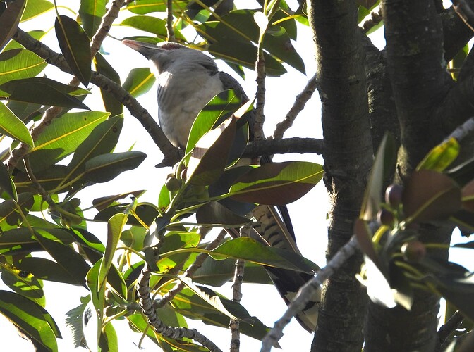 Channel-billed Cuckoo Berwick 18-9 1