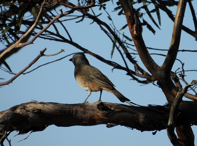 Crested Bellbird near Hopetoun 5-5