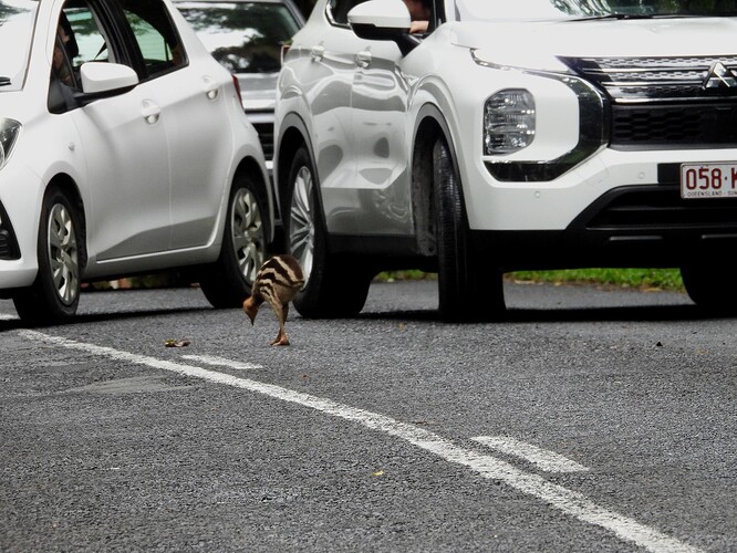 Cassowary and chick Dawin Cape Trib 6-9 4