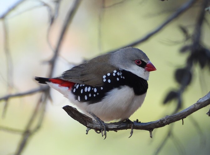 Diamond Firetail Mitiamo Cemetery 16-5