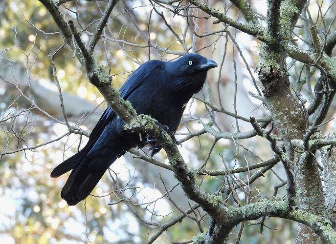 Forest Raven Kalimna Jetty 3-6-26 2
