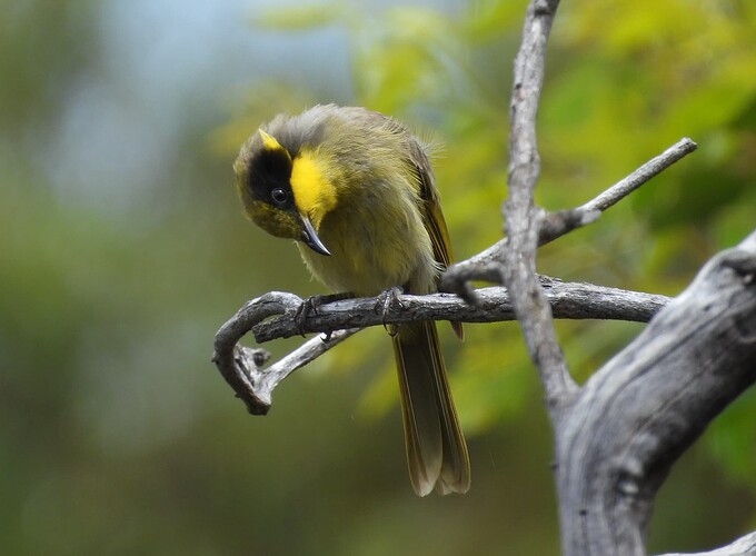 Yellow-tufted Honeyeater Diamond Dove Dam 26-1 1(1)